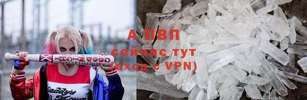 сатива Беломорск
