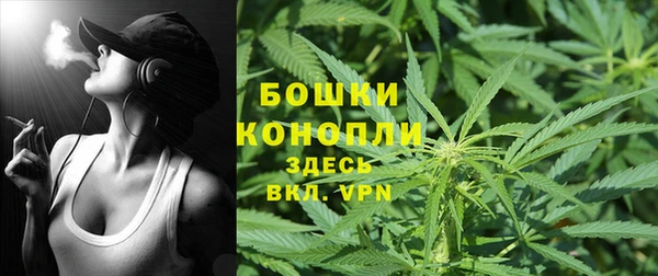 сатива Беломорск